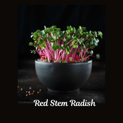 Red Stem Radish Microgreen 4 oz
