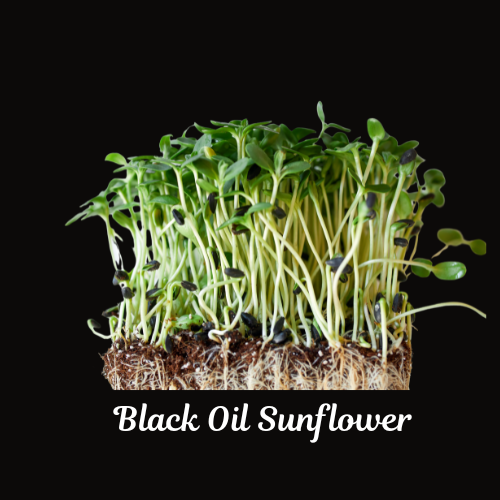 Black Oil Sunflower Microgreen- 4 oz