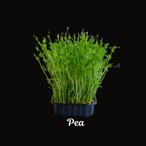 Pea Microgreen 4 oz